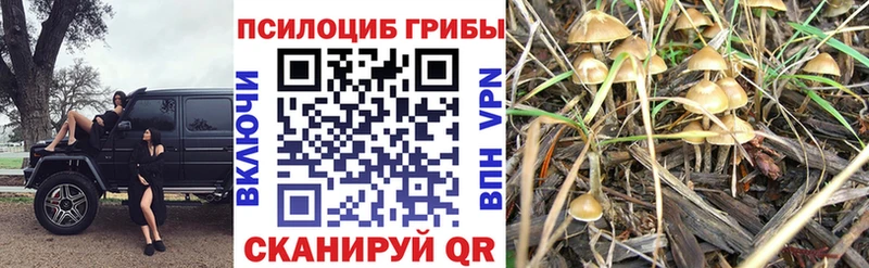 цены   блэк спрут маркетплейс  Псилоцибиновые грибы Psilocybe  Пугачёв 